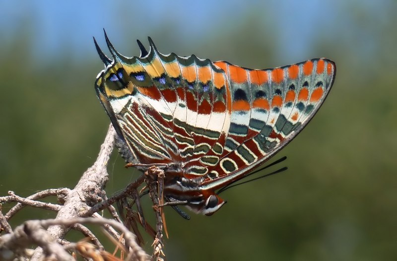 Charaxes jasus II generazione